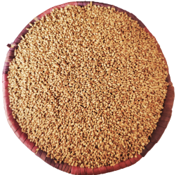 Destoned Millet grains