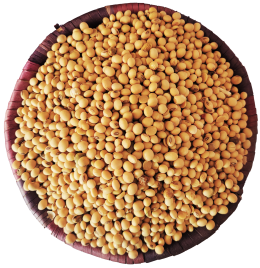 500g Cleaned and Packaged Soybeans